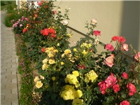 f5be8374-Picture 231.jpg
